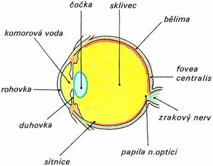 Fogyás hirtelen és nagymértékben